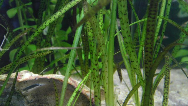 Vallisneria leopard