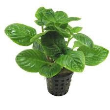 Limnophila rugosa