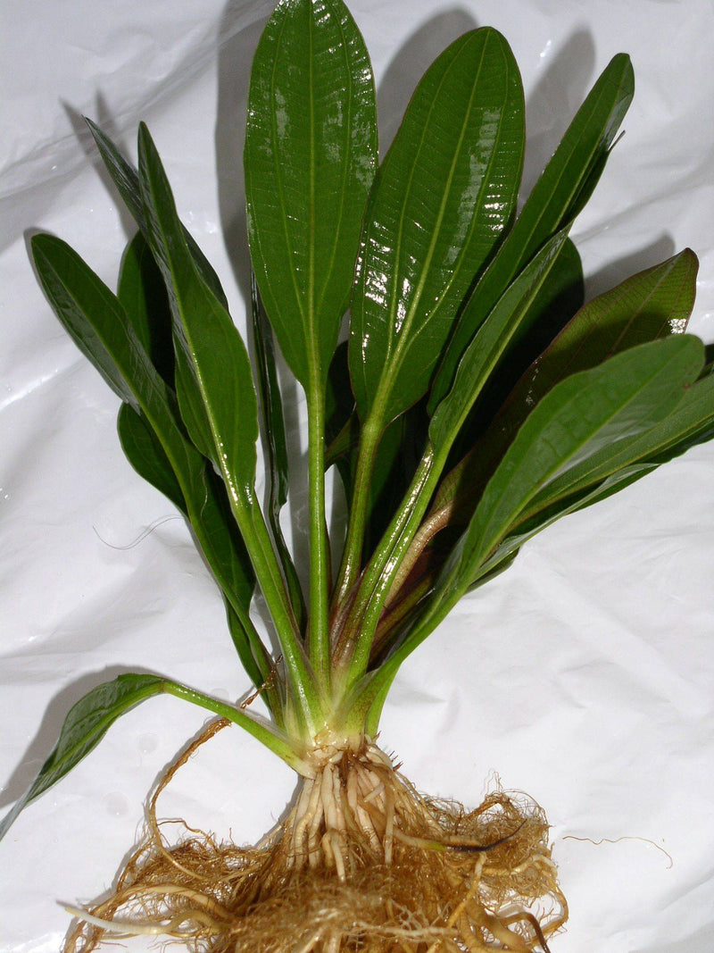 Echinodorus Indian red