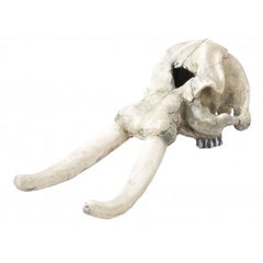 Europet Elephant Skull 44 Cm 02.10.04.03