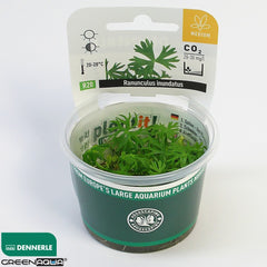 Ranunculus inundatus In-Vitro
