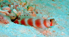 Amblyeleotris Aurora (Maldives)