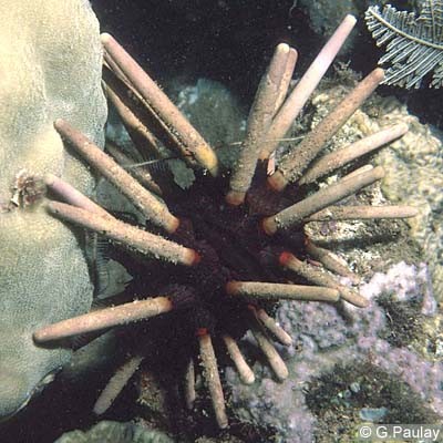 Phyllacanthus Imperialis
