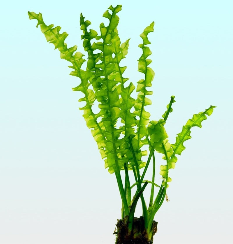 Aponogeton capuroni