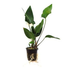 Anubias hastifolia