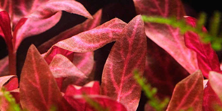 Alternanthera rosanervig