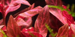 Alternanthera rosanervig