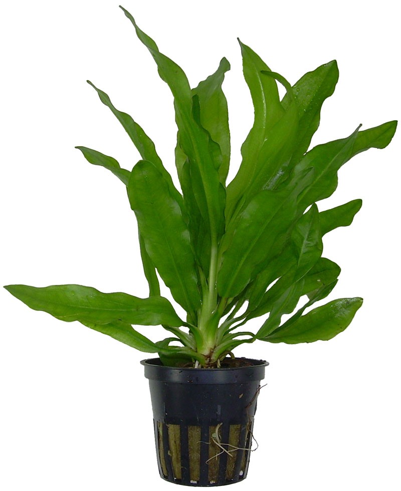 Echinodorus martii-major