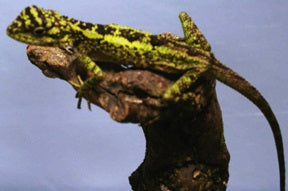 Japalura splendida Chinese boomagaam