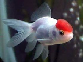 Sluier Staart Red Cap
