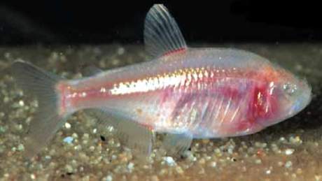 Astyanax mexicanus