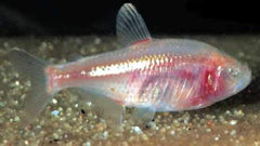 Astyanax mexicanus