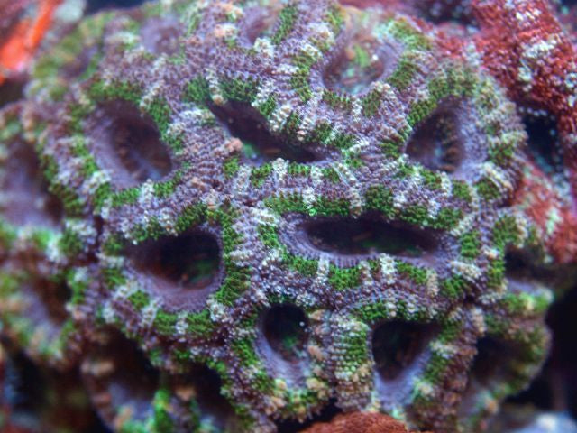 Acanthastrea Lordhowensis (Green)