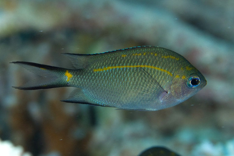 Acanthochromis Polyacanthus