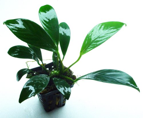 Anubias Gilletii