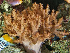 Alcyonium (Gold)
