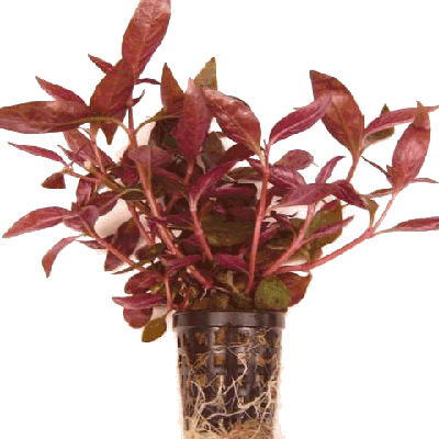 Alternanthera Reineckii Rosanerva