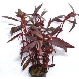 Alternanthera sessilis