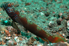 Amblyeleotris latifasciata