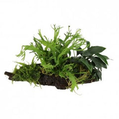 Wood anubias microsorium moss large