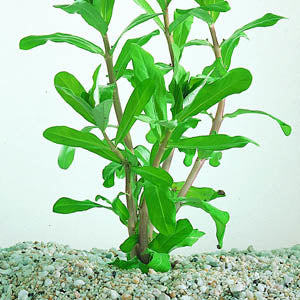 Ammania senegalensis