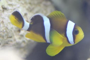 Amphiprion Chrysogaster (Mauritius)