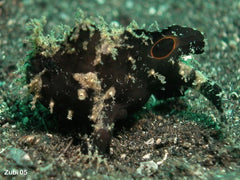 Antennarius sp. (Black)