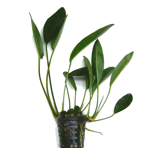 Anubias afzeli