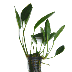 Anubias afzeli