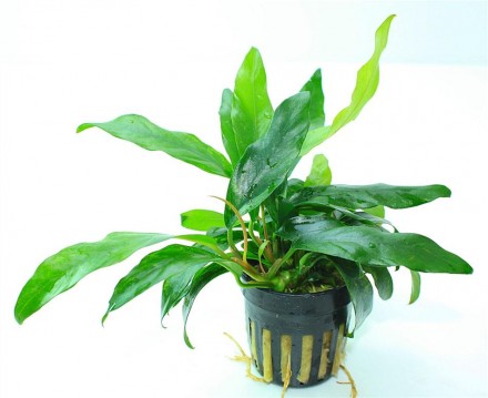 Anubias minima