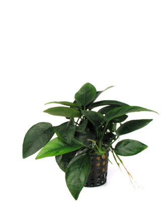 Anubias nana