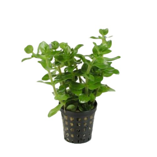 Bacopa amplexicaulis