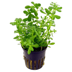 BACOPA MONNIERI