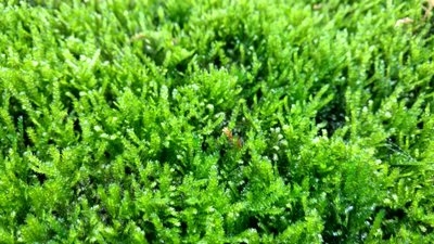 Barbieri Mos in Bio-ring