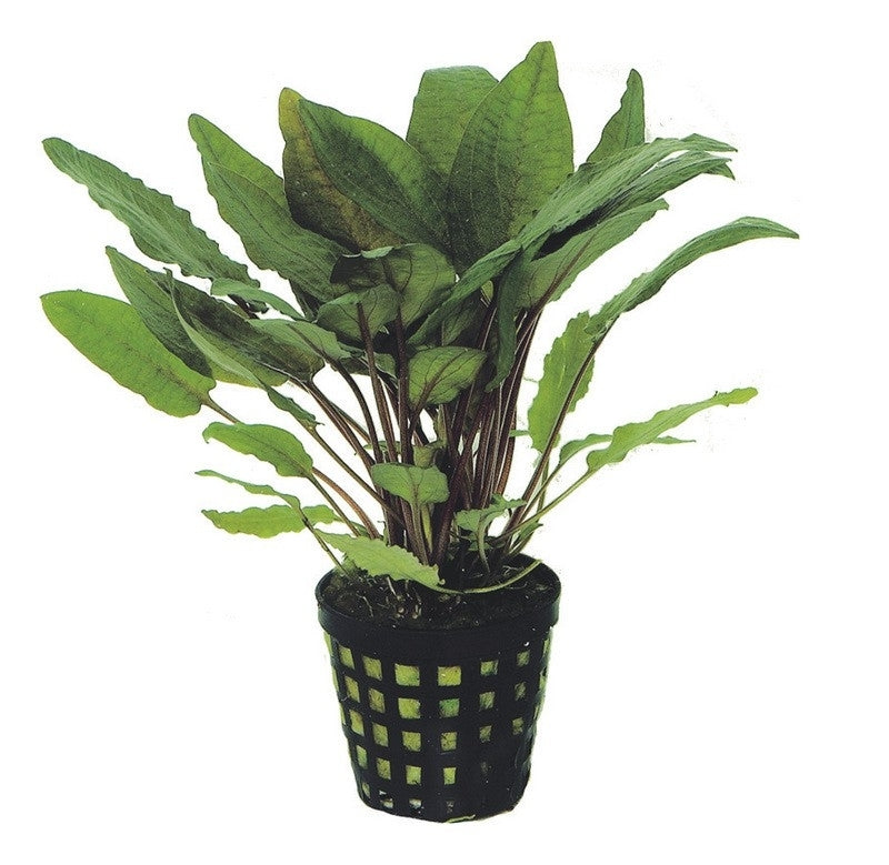 Cryptocoryne bullosa