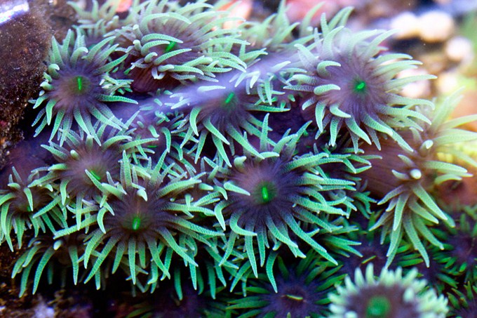 Tubastrea black branched