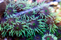 Tubastrea black branched