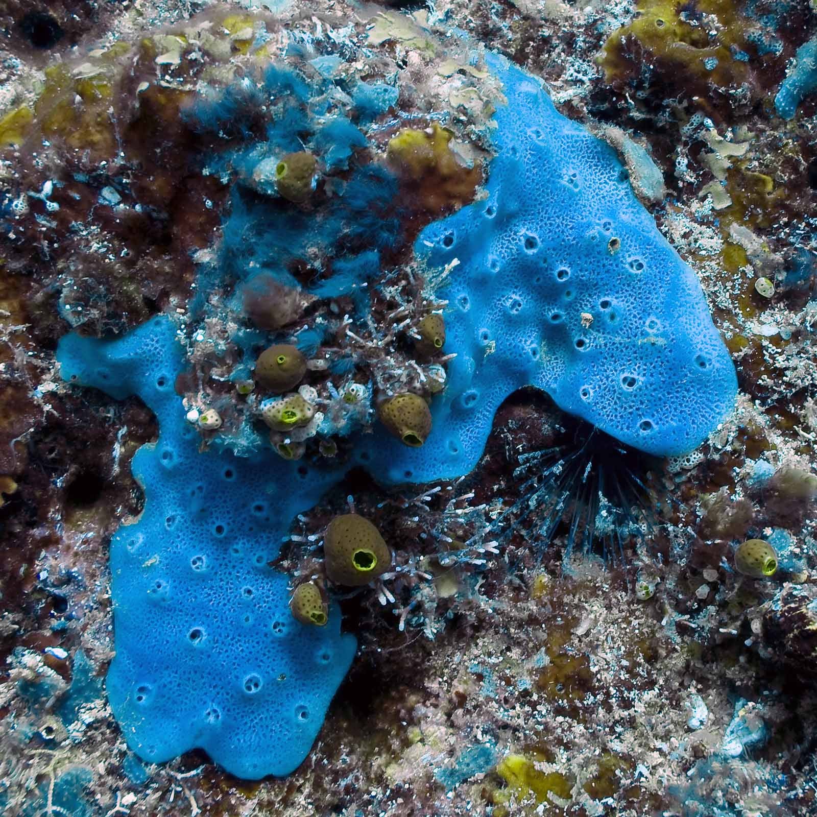 Blue sponge (Encrusting)