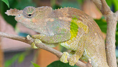 Kinyongia boehmei L