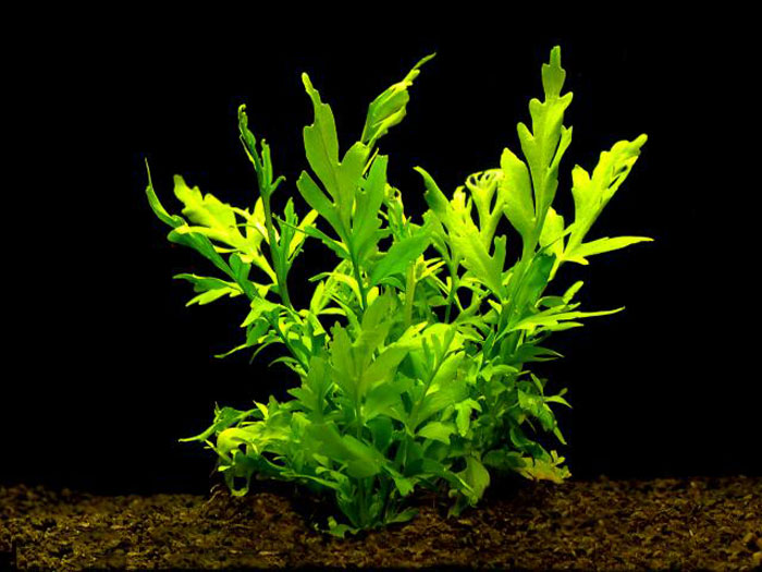 Ceratopteris Cornuta
