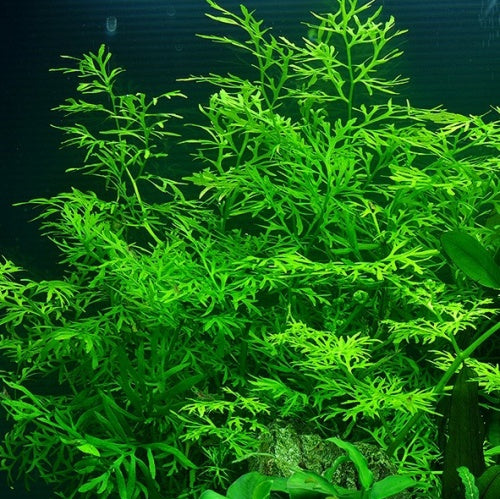 Ceratopteris thalictroides (eikenbladvaren fijn)