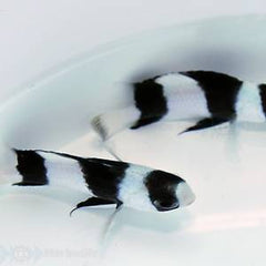 Chrysiptera tricincta Vanuatu