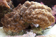 Cladiella spp. (O3Brocolli)
