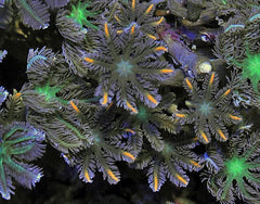 Clavularia spp. (Orange-Stripe)