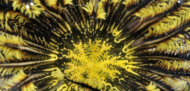 Comatula spp. (Black-Yellow)
