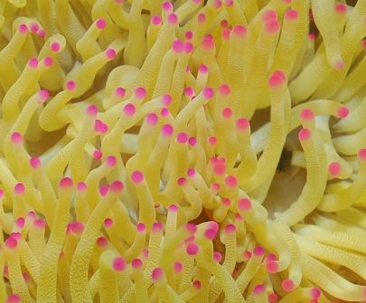 Condylactis gigantea (Pink tip)
