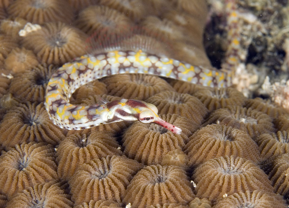Corythoichthys Flavofasciatus (Red Sea)