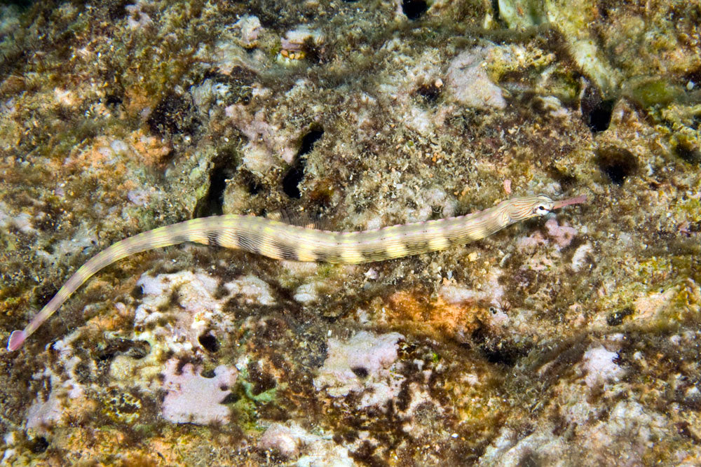 Corythoichthys Haematopterus (Maldives)