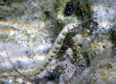 Corythoichthys Intestinalis Zeenaald