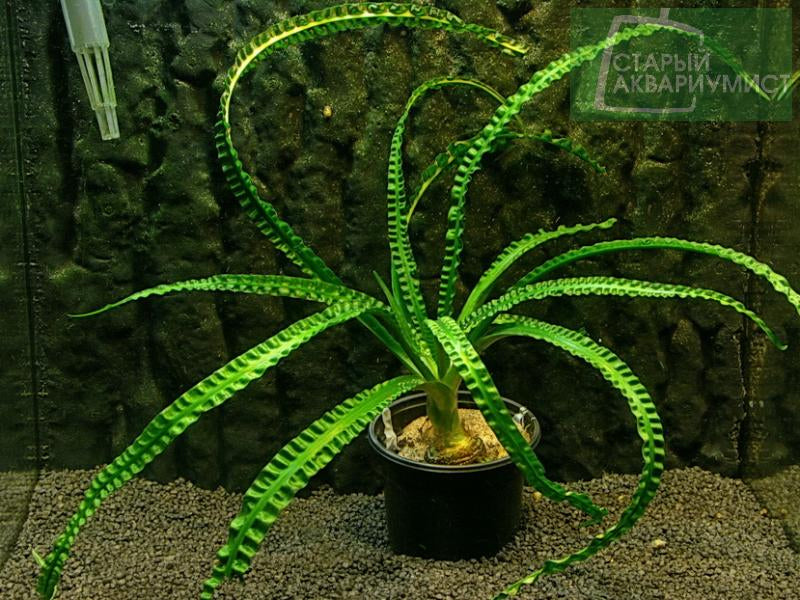 Crinum natans